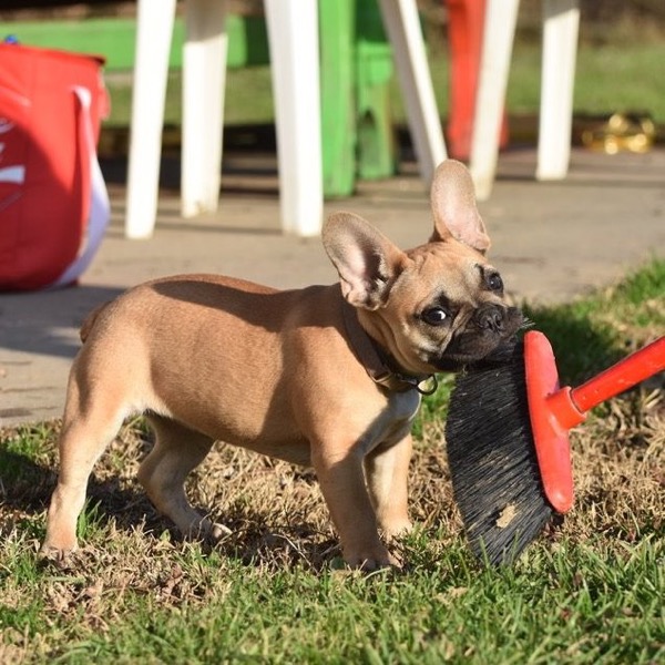 il cucciolo che gioca con gli oggetti e le cose di casa