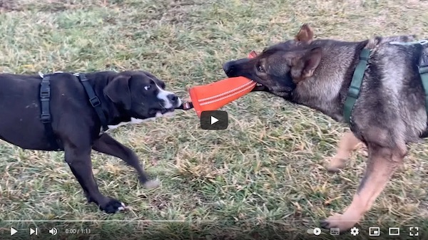 il gioco sociale nel cane