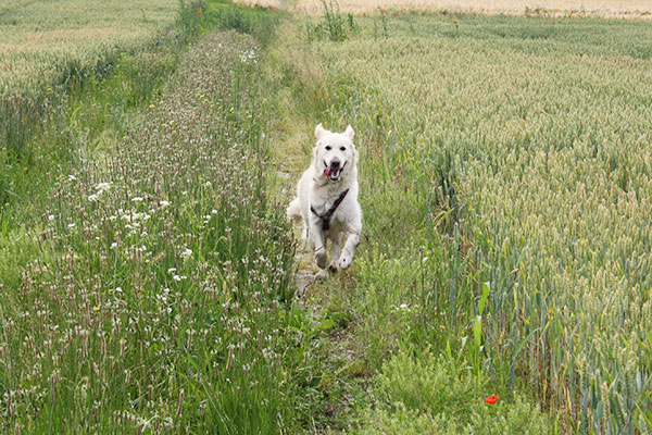 golden comportamento lavoro apprendimento