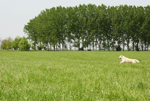 golden retriever riporto quaglie
