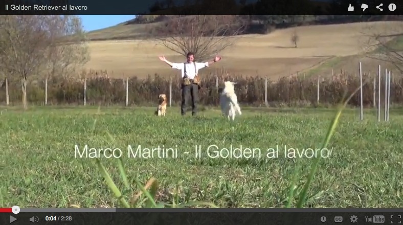 golden retriever marco martini