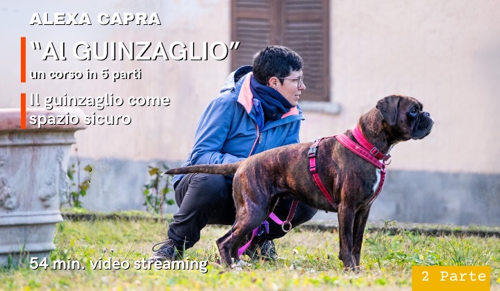 in connessione con il cane al guinzaglio
