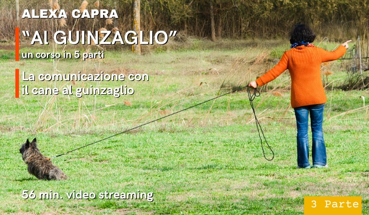 in connessione con il cane al guinzaglio