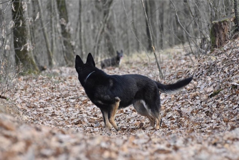 gruppo di cani in passeggiata