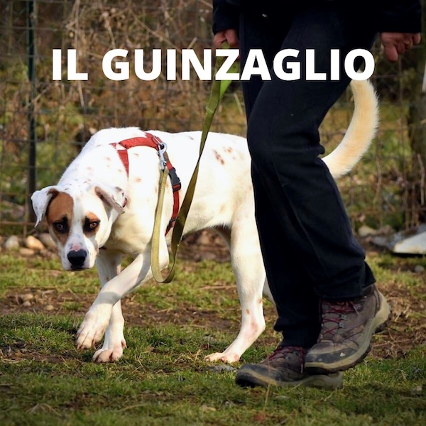 la condotta del cane al guinzaglio