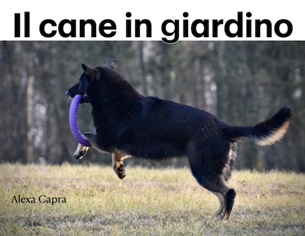 gli spazi del cane in casa