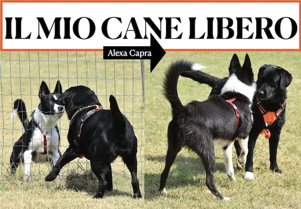 cane libero al guinzaglio