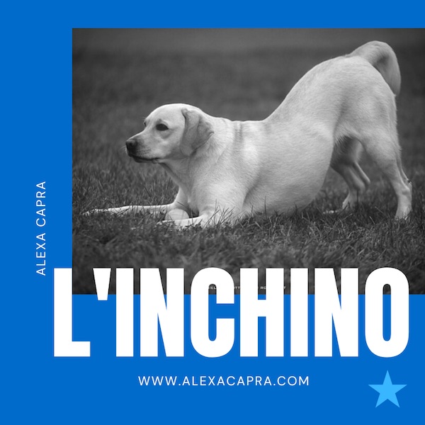 inchino di gioco comportamento del cane