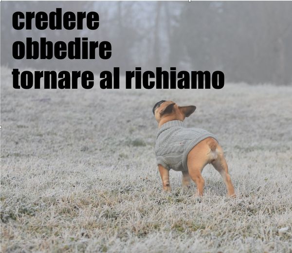il cane non torna al richiamo