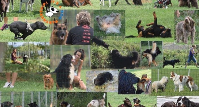 centro cinofilo gentle team