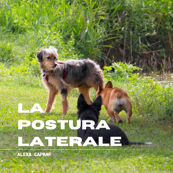 posizione laterale nei cani