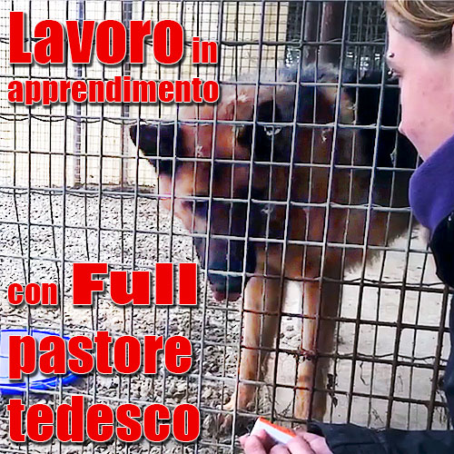 lavoro apprendimento pastore tedesco