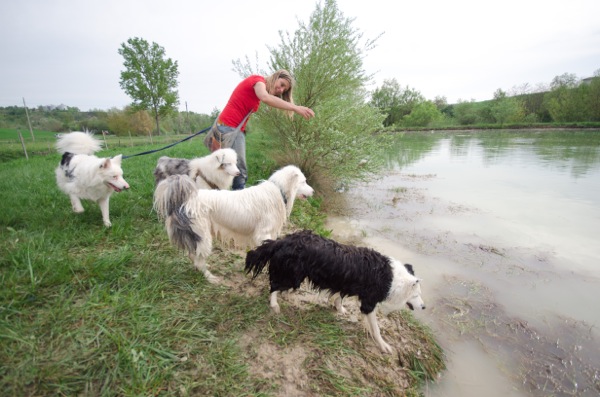 aussie pastore australiano