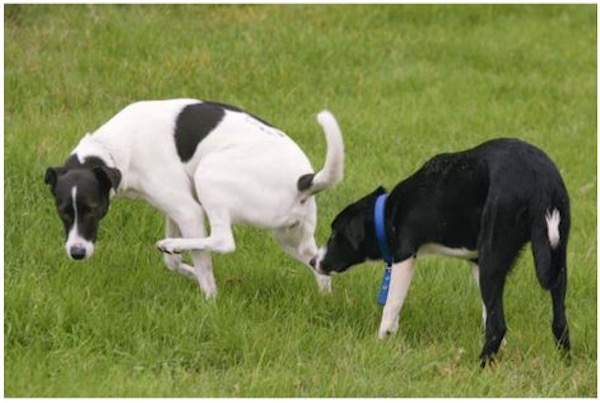 la marcatura con urina nel cane