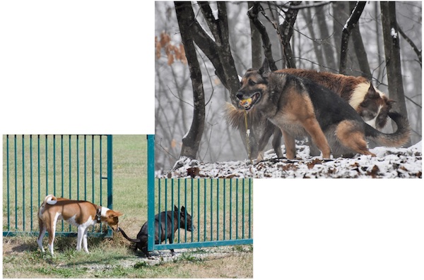 cane che marca il territorio