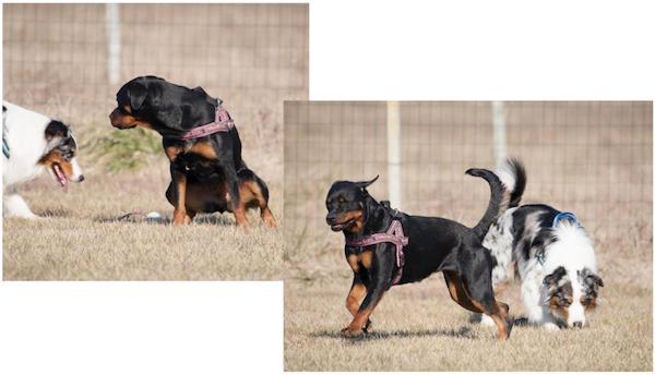 corteggiamento maschio femmina del cane