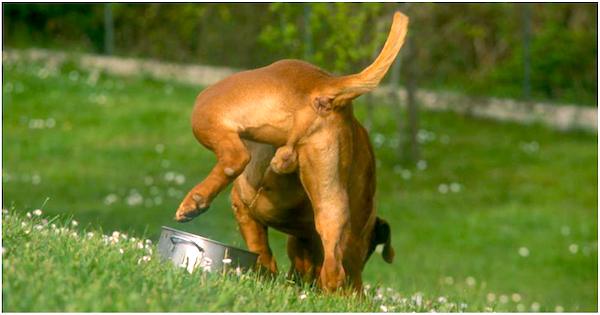 cane che fa pipì marcatura su ciotola