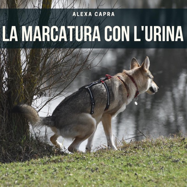 cane che marca il territorio