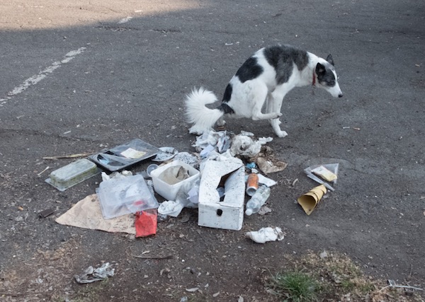 cane che marca su cibo con pipì