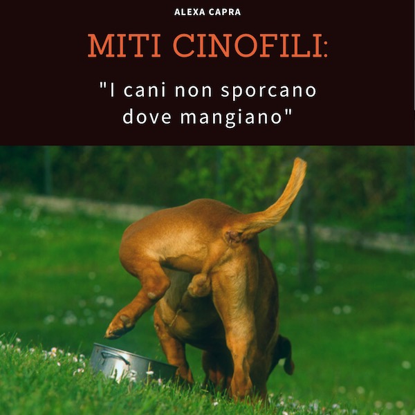 cane che sporca dove mangia in casa