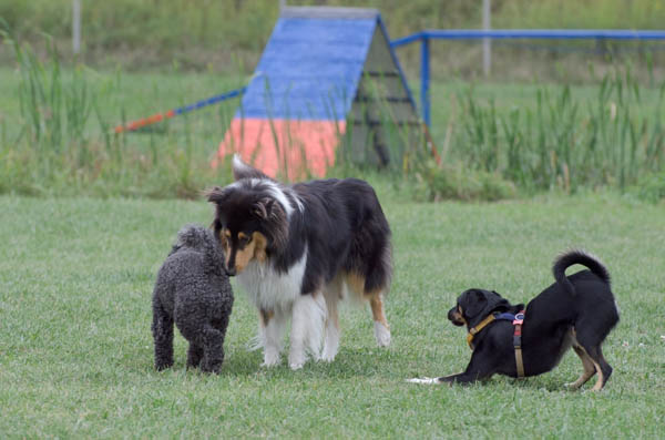 metodo gentile classi di comunicazione del cane