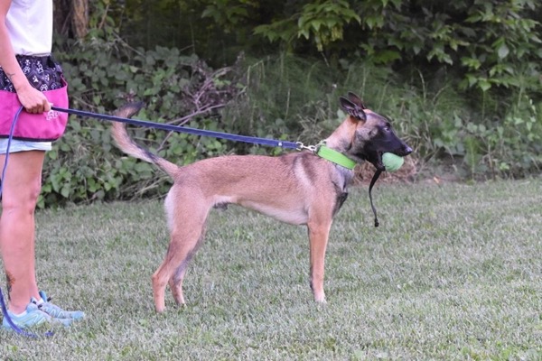 pastore belga malin lavoro in obedience