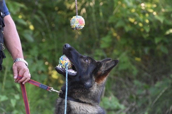 pastore tedesco in lavoro obedience