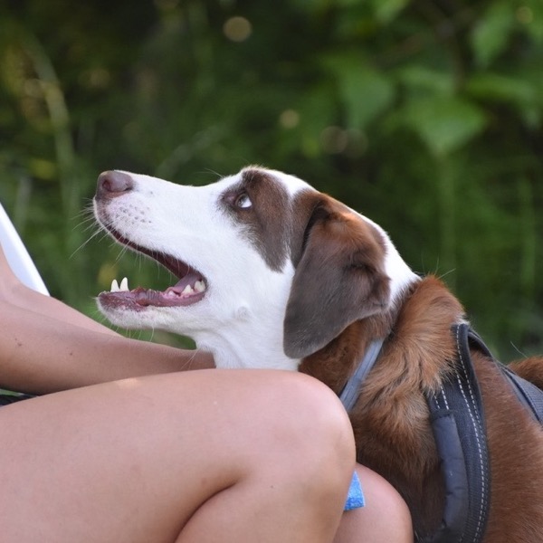 come aiutare il cane in difficoltà durante un esercizio