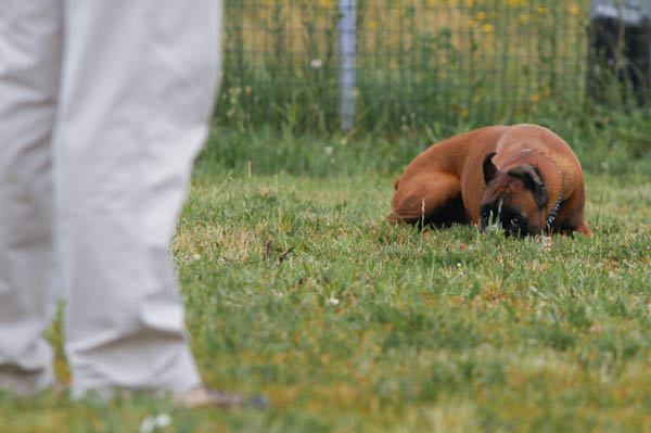 motivazione per il cane