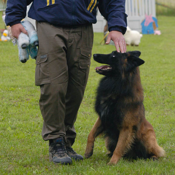 addestramento cane rinforzo positivo negativo