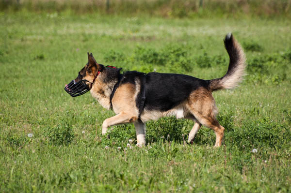 museruola e stress nel cane