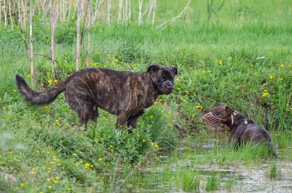 la mueruola nella gestione di cani aggressivi