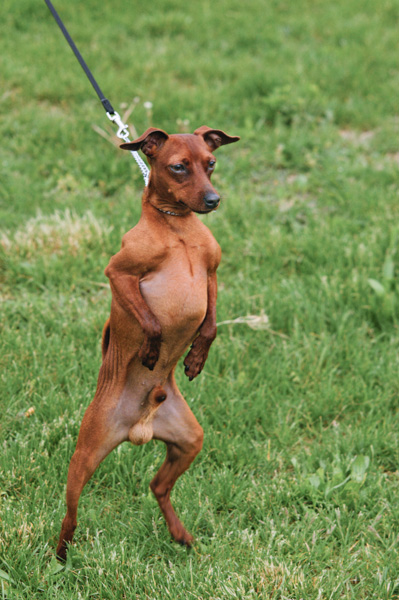 collare strangolo educazione del cane guinzaglio