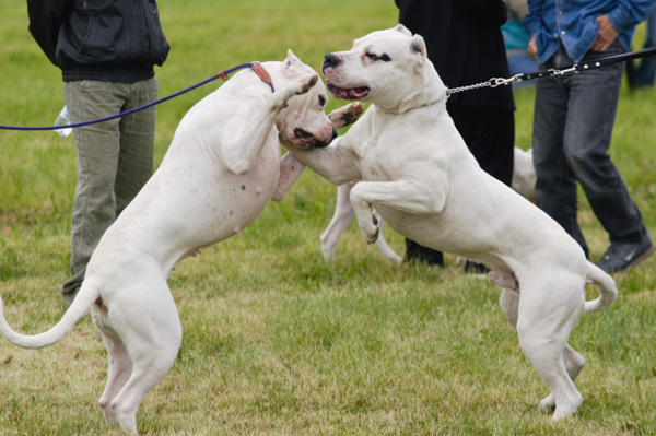 cane aggressivo collare strangolo educazione