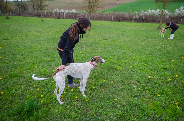 distanza nella comunicazione sociale del cane