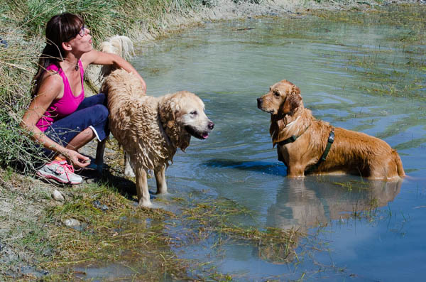 comunicazione tra il cane che guarda il proprietario
