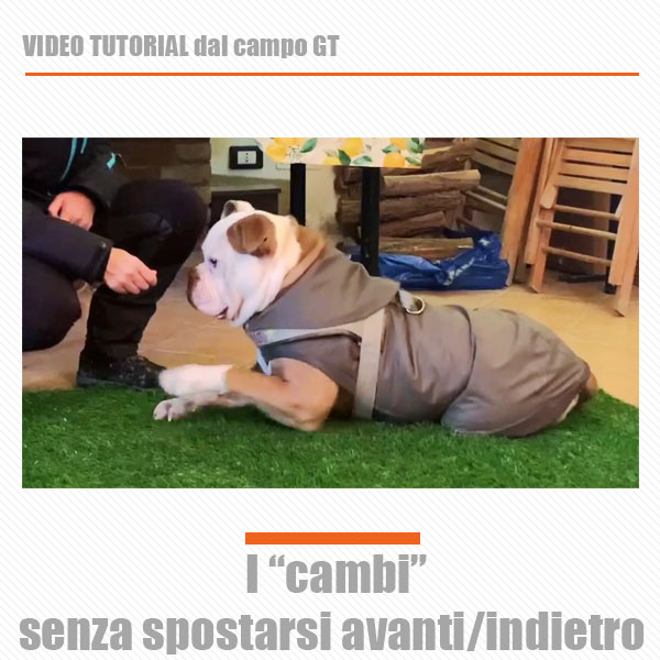 come addestrare il cane in obedience