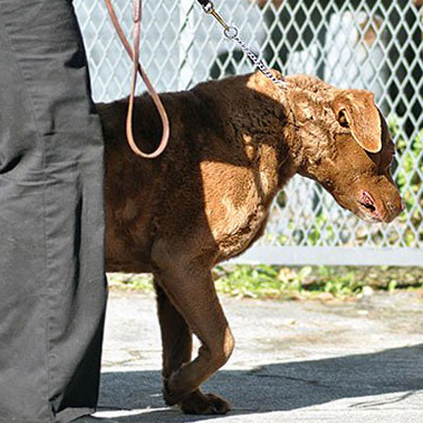 patologia del collo del cane