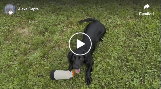 insegnare comportamenti al cane