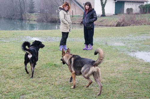 pastore tedesco comportamento sociale