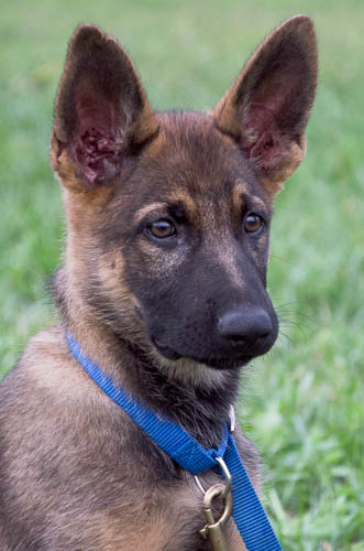 pastore tedesco cucciolo