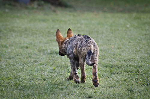 pastore tedesco pelo