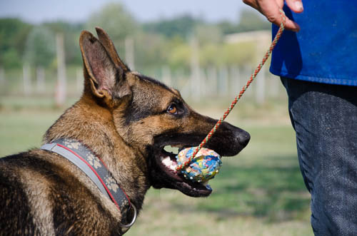 pastore tedesco gioco palla gappay