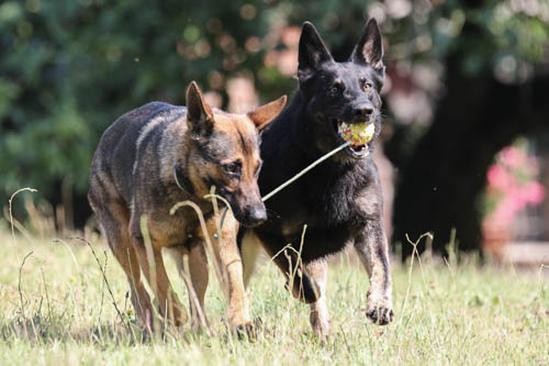 pastore tedesco razza 7