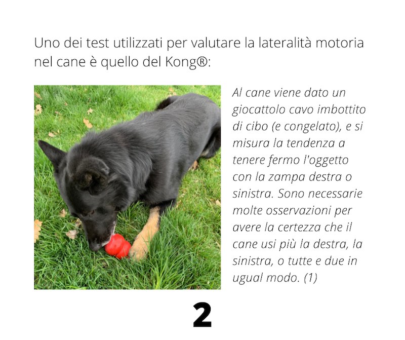 cane gioco con il kong