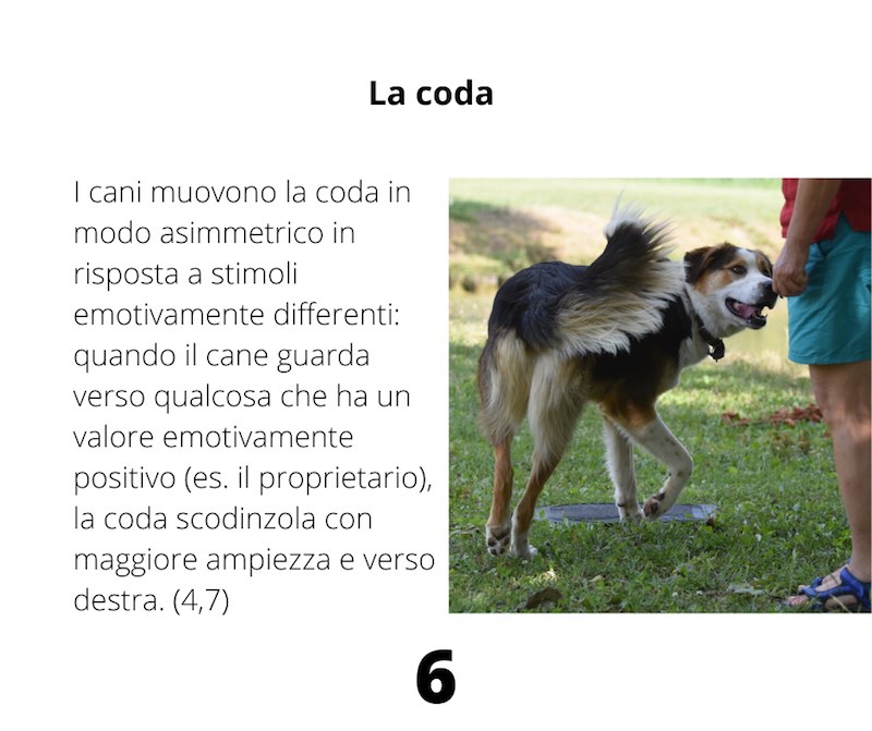 movimento della coda nel cane destra sinistra