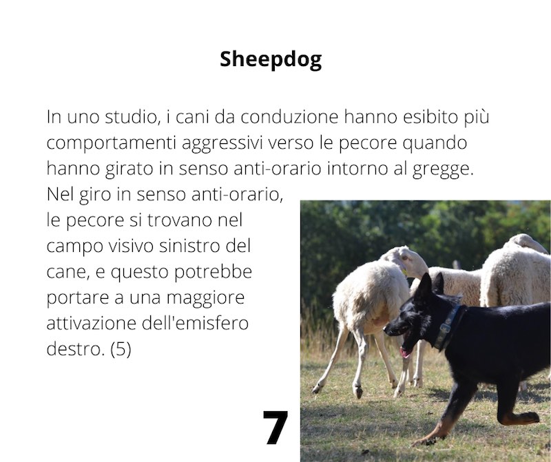 sheepdog cane aggressivo