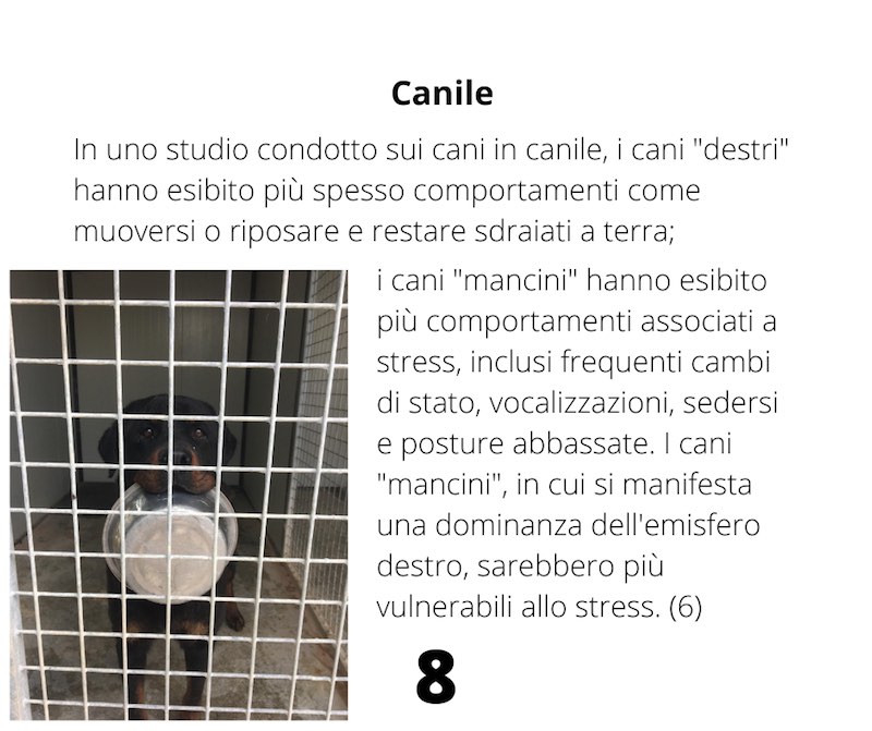 compotamento del cane in canile