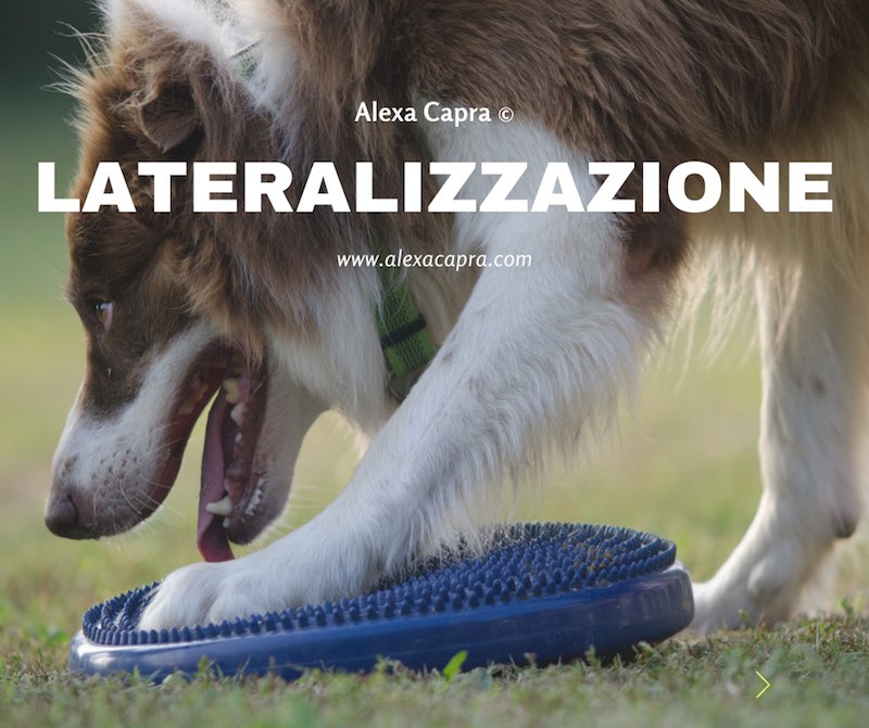 comportamento del cane