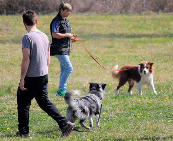 stress del cane al guinzaglio